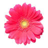 eFlorist.pk