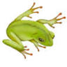 El Coqui Puerto Rican Cuisine