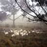Elimbari Alpacas