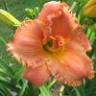 Ellie's Daylilies & Serendipity Shop