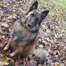 Elodie taillieu-educateur Comportementaliste canin-livraison friandises naturelles