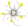 Elusch Hollerbusch