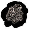 elvesgate organic truffle farm