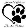 EMERALD PARK BORDER COLLIES