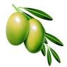 The Enchanted Olive