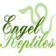 Engel Reptiles