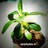 epiphytes.in