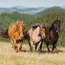 Equine Business Taxes