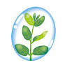 Eucalyptus Nomori Clinic