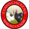 Evans Chickens