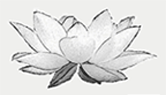 Exotic Lily Events