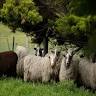 Fairfield Finns