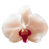 Farkasréti Orchidea Virágház