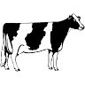 Dairylicious Farm Fudge