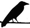 Five Crows