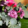 Fleurs De Laurier