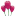 Floral Fantasies