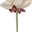 Flora Nordica