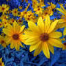 Flores de Bach en Mexico