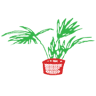 FLOWERS AND PLANTS KENTIA
