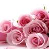 Floristeria Jazmines