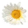 Gronitz Floristik