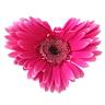 Flowers by Jennifer