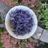 Forsythe Farms: Lavender and Berry Farm