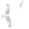 Free Bird Nature School