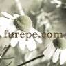 Gardening Forest Furepe.