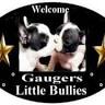 Gaugers Little Bullies
