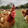 Gaumer Family Farms