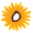 Girasole
