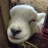 Glangwy Farm Camping