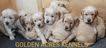 Golden Acres Kennels