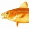 Golden Cod Gallery
