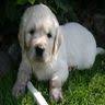 Kennel GoldenFantastic