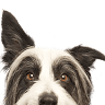 Good Vibes Grooming, LLC