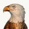 Eagle Studio | Heather Greene