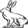 The Hare