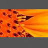 Helianthus Garden Kft