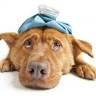 Help Vet