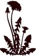 Herbal Revolution