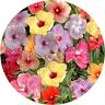 HIBISCUS WORLD