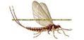 High Desert Bamboo Fly Rods