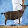 Hilltop Acres Goat Farm
