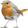 Honey Creek Bill& Beak