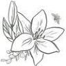 Honey Lily Boutique