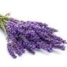 Hope Hill Lavender Farm LLC