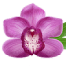 Hotel Orchid